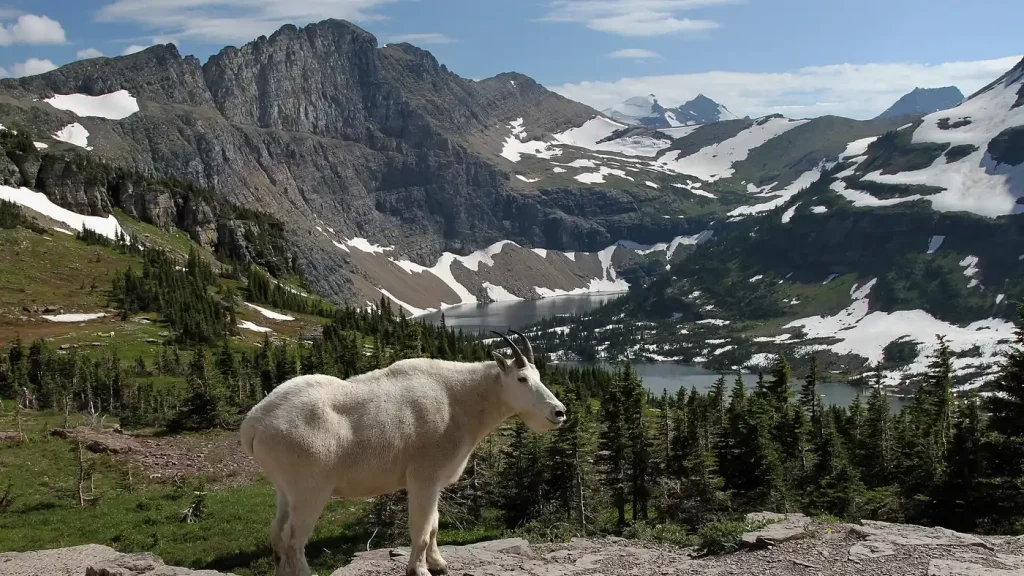 Montana area image
